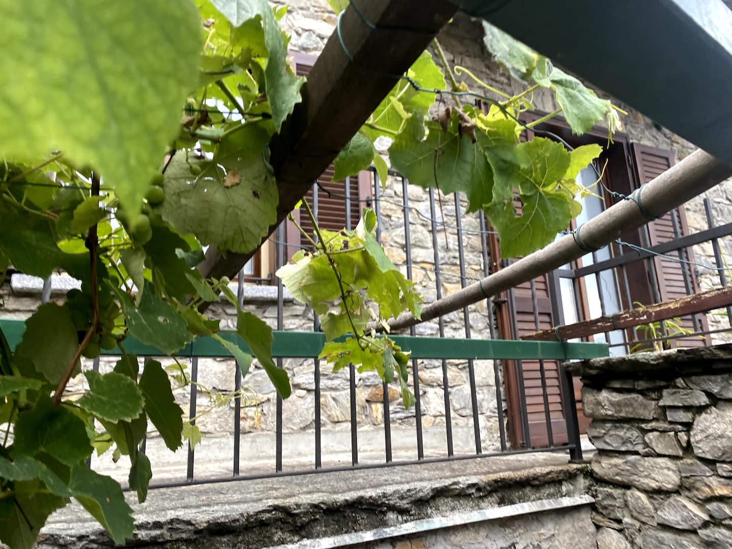Vinranker over en pergola i sollys