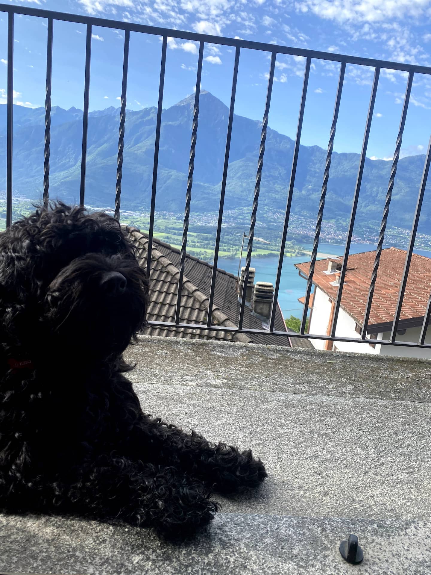 En krøllete svart hund ser ut over sjøen fra balkongen
