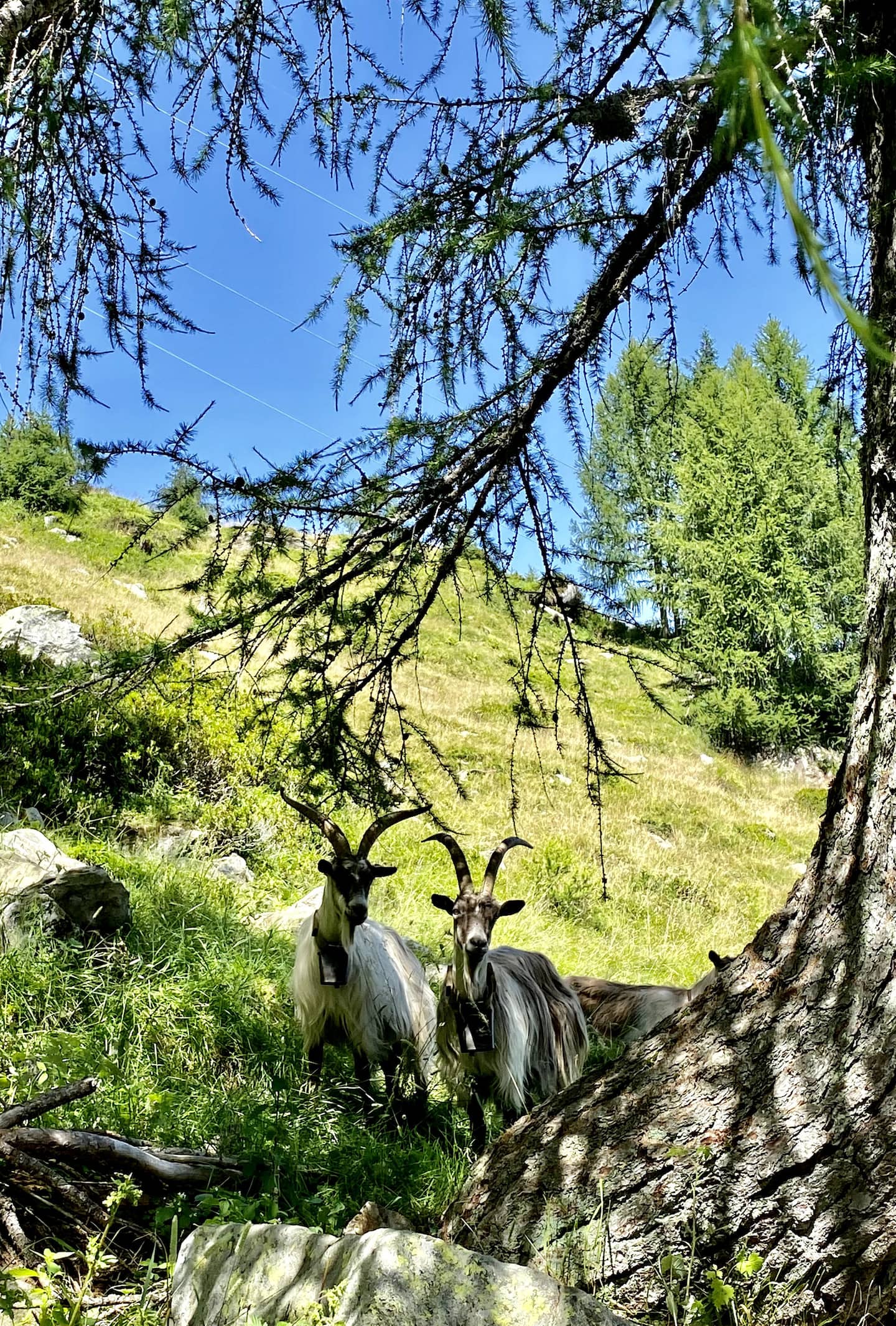 Geiter i skogen i fjellsiden over landsbyen