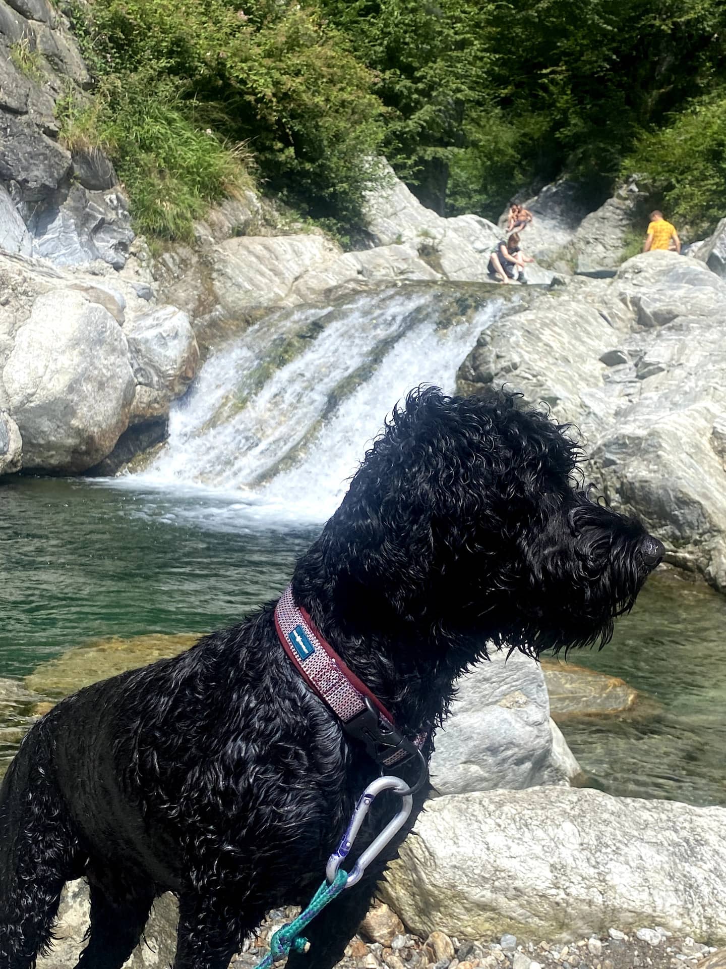 Hunden hviler ved en foss i elven