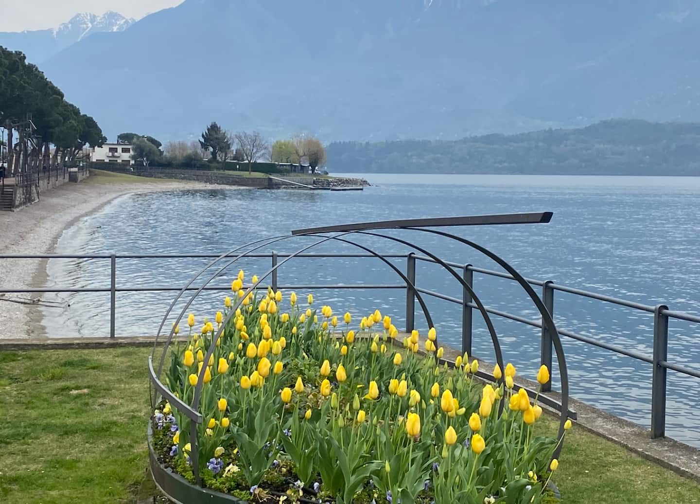Gule tulipaner ved strandpromenaden